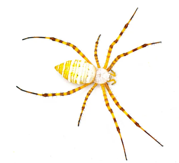 Wild Banded Garden Orb Weaving Weaver Spider Argiope Trifasciata Light — Stock Photo, Image