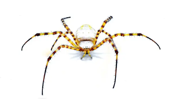 Vahşi Bantlı Bahçe Küresi Dokumacı Örümceği Argiope Trifasciata Karnında Siyah — Stok fotoğraf