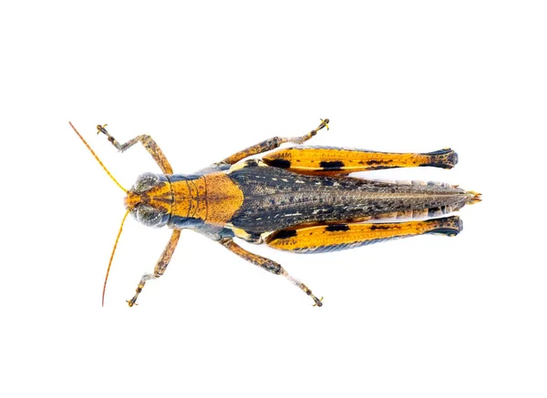 목구멍 목구멍 목구멍 목구멍 멜라노플러스 Keelers Spur Throat Grasshopper 멜라노플러스 — 스톡 사진