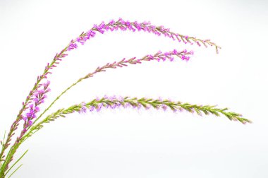 clusterleaf blazing star - Liatris laevigata - species of flowering plant in the family Asteraceae, native to the U.S. states of Georgia and Florida found mainly in sand. Isolated on white background clipart