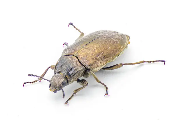 Adult Darkling Beetle Bothrotes Canaliculatus Acutus Gold Oder Goldbraun Gelb — Stockfoto