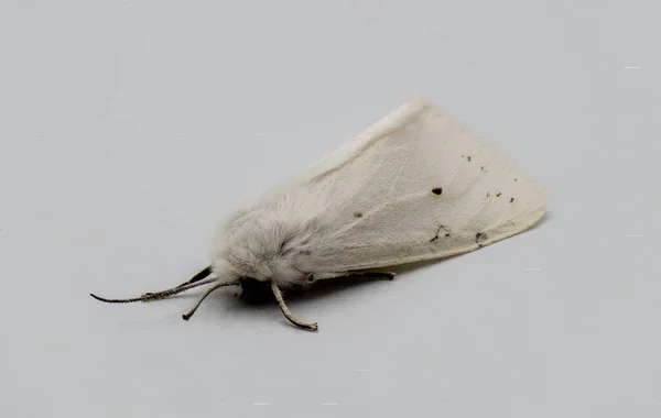 Salt Marsh Moth Acrea Moth Estigmene Acrea Isolated White Grey — Stock Photo, Image