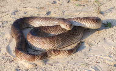 Vahşi yetişkin Florida Çam Yılanı - Pituophis melanoleucus mugitus - Colubridae familyasından zehirli olmayan bir sürüngen. Savunma pozisyonu, tüm vücut görüntüsü, şeker kumları, lekeli kuyruk deseni.