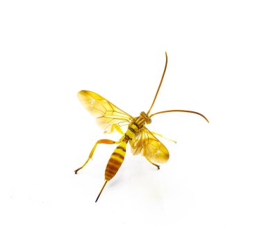 Yetişkin dişi Ichneumon Wasp Neotheronia bicincta floridana - beyaz arka planda uzun yumurtlama izole edilmiş. Siyah çizgili turuncu ve sarı renkler ya da karın bölgesinde şeritler. Üst sırt arkaplanı