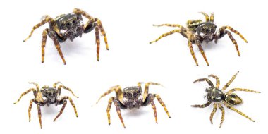 Twin flagged jumping spider - Anasaitis canosa - isolated on white background close up five views. Cute, small, adorable. named for the bright white markings on its pedipalps that resemble flags clipart