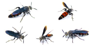 Dielis dorsata - the Caribbean scoliid wasp - female with red orange bands on upper dorsal abdomen. Introduced to Florida to aid in reducing pests in sugar cane agricultural systems Isolated on white clipart