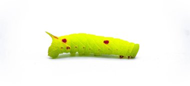 Small eyed sphinx moth - Paonias myops - caterpillar larva lime green color with red spots or dots.  Horned or horn worm silk moth. Isolated on white background side profile view clipart