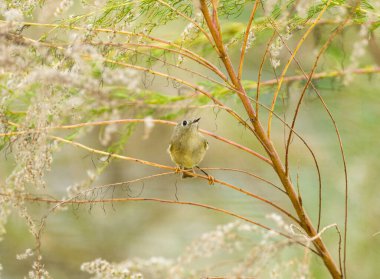 Regulus calendula - ruby crowned kinglet a very small passerine bird found throughout North America and a member of the kinglet family. It has olive green plumage with two white wing bars and eye ring clipart