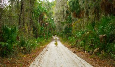 Kuzey Florida 'nın güneyindeki ücra, sakin, sakin doğal yaşam alanından geçen engebeli toprak toprak yol. Canlı meşe ağacı ve İspanyol yosunlarıyla kaplı bir sabal ağacı.