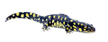 Wild male Eastern tiger salamander - Ambystoma tigrinum tigrinum - black and bright lemon yellow spots blotches with head up.  North central Florida version.  Isolated on white background side view clipart