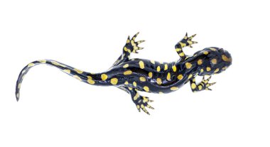 Wild male Eastern tiger salamander - Ambystoma tigrinum tigrinum - black and bright lemon yellow spots blotches with head up.  North central Florida version.  Isolated on white background top view clipart