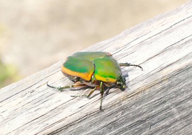 Adult Green June Beetle - Cotinus nitida - on wooden fence board.  native insects occuring from Florida to the midwest, large and attractive and harmless to humans clipart