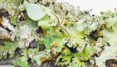 Siyah çatlamış çarşaf ya da Ağ Ruffle Lichen - Parmotrema retikülatum - beyaz arka planda izole edilmiş patojenlere karşı doğal antimikrop aracı olarak kullanılır.