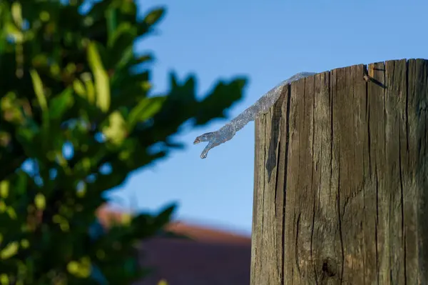 Wild snake shed skin in Florida mouth open, eye scale intact; perfect snake shed; on fence post with light blue sky background.