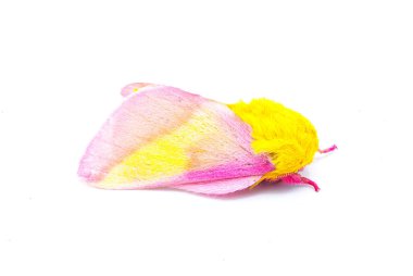 Rosy maple silk moth - Dryocampa rubicunda - is a small North American moth in the family Saturniidae, also known as the great silk moths isolated on white background side profile view clipart