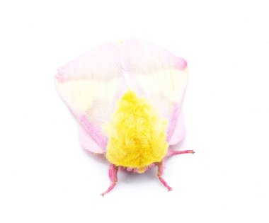 Kırmızı akçaağaç ipek güvesi (