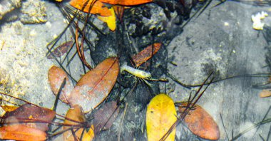 Procambarus franzi, Cambaridae familyasından bir kerevit türüdür. Marion County, Florida 'daki iki mağaraya özgüdür. Yapraklarla dolu sığ sularda