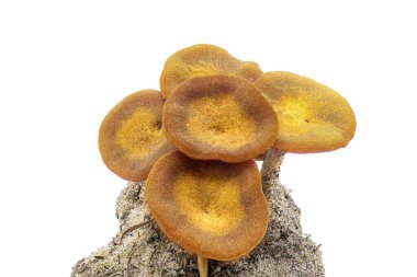 The Ringless Honey Mushroom - Desarmillaria caespitosa - is a beautiful edible if fully cooked fungus. On clump of dirt or earth isolated on white background view 1 of 5 clipart