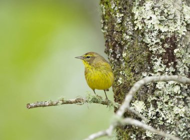 male brown and yellow with red Mohawk palm warbler - Setophaga palmarum  hypochrysea - perched on turkey oak tree - Quercus laevis - side profile view With blurred green bokeh background clipart