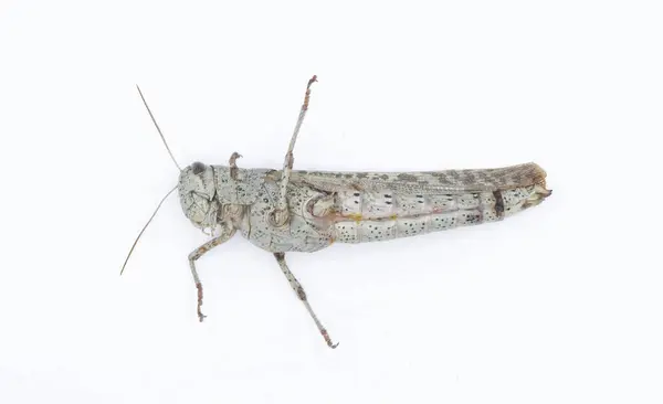 stock image Large wild adult rusty bird grasshopper - Schistocerca rubiginosa - in great detail grey and red orange color markings. isolated on white background side profile view