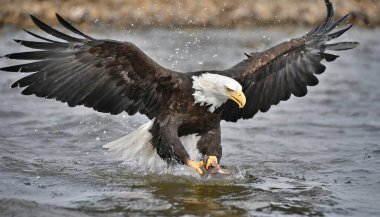 Amerikan Kel Kartalı Florida sularında balık yakalamaya hazırlanıyor. Pençeleri su içinde, sprey ya da sıçrama ile. Kanatları açık.