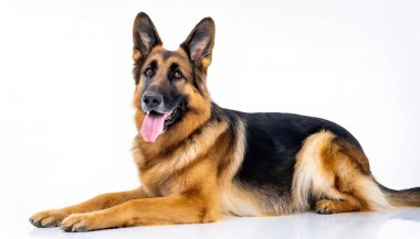 Alman çoban köpeği - Canis lupus familiaris - Amerika 'da polis gücü için yetiştirilen evcil hayvan. Beyaz arka planda izole edilmiş, kameradan uzağa bakıyor.