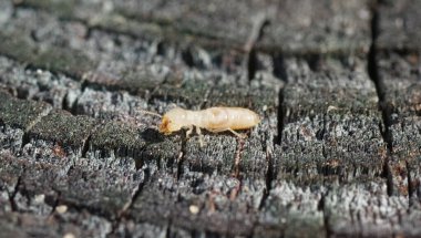 Doğu yeraltı termiti - Reticulitermes flavipes - Kuzey Amerika 'da bulunan en yaygın termittir ve ABD' deki en ekonomik açıdan en önemli ahşap tahtaları tahrip eden böceklerdir. yan görünüm