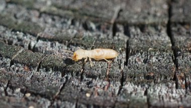 eastern subterranean termite - Reticulitermes flavipes - the most common termite found in North America and are the most economically important wood destroying insects in the United States. side view clipart