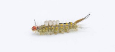 Orgyia detrita - the fir tussock or live oak tussock moth caterpillar have urticating setae hairs with antrose barbs that may cause skin irritation isolated on white background side profile view clipart