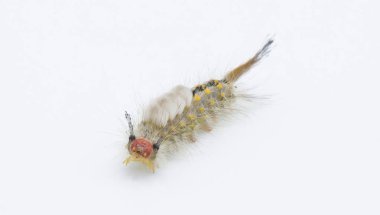 Orgyia detrita - the fir tussock or live oak tussock moth caterpillar have urticating setae hairs with antrose barbs that may cause skin irritation isolated on white background front face view clipart