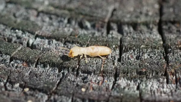 stock image eastern subterranean termite - Reticulitermes flavipes - the most common termite found in North America and are the most economically important wood destroying insects in the United States. side view