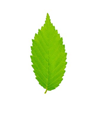 Amerikan karaağacı namı diğer su veya beyaz karaağaç Ulmus americana - yeşil mükemmel şekilli tırtıklı yaprak Kuzey Amerika 'nın doğusuna özgü beyaz arka planda izole edilmiş ve birkaç yüz yıl yaşayabilir.