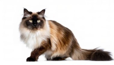 Himalaya Farsçası, ya da Colourpoint, uzun saçlı bir kedi alt türüdür - felis catus - İran 'ın beyaz arka planda izole edilmiş tüm vücut profiline benzer.
