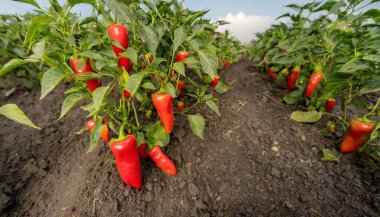 Kırmızı çan biberi - Capsicum annesi- besin değeri yüksek topraklarda veya toprakta yetişen taze lezzetli bitkiler, yeşil yapraklar, insan tüketimi için biçilmeye hazır boş sıra alan manzarası
