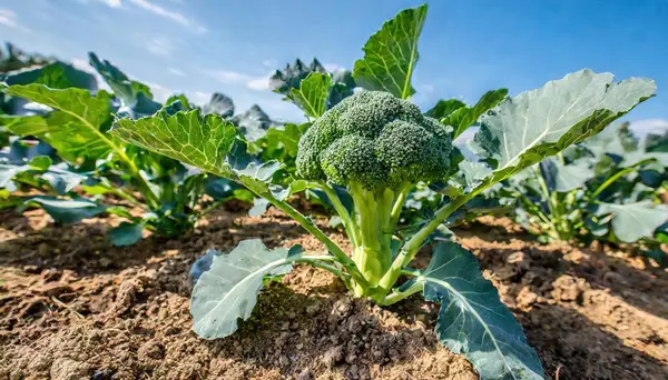 Brokoli - Brassica oleracea - lahanalar familyasındaki yenilebilir yeşil bir sebze bitkisi. Besleyici yoğun toprak, toprak ve mavi gökyüzü arka planıyla toprak tarafında yetişiyor.