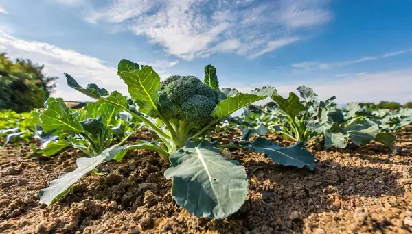 花椰菜 甘蓝菜科的一种食用绿色植物 生长在营养密集的土壤 蓝天背景的泥土侧面 免版税图库图片