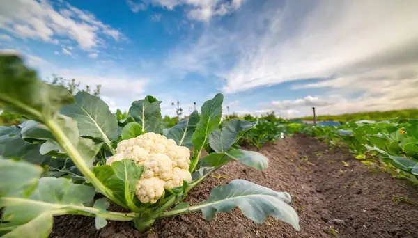花椰菜 油菜花 白色的头状花序是由一种白色的 可食的凝乳组成 绿叶生长在营养丰富的泥土中 泥土或土壤侧面 有一排空间 图库图片