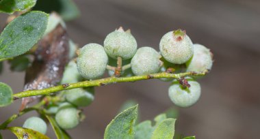 Olgunlaşmamış yabanmersini ya da yeşil yapraklı yabanmersini fidanı yetiştirmek. Aşı fuscatum, çalıgiller (Ericaceae) familyasından bir bitki türü.