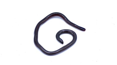 Brahminy Blind snake - Indotyphlops braminus - non venomous fossorial nocturnal species found in leaf litter from Asia or Africa but have spread worldwide. Dorsal top view isolated on white background clipart