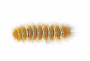 Dikenli turuncu, sarı çizgili Echo güve tırtılı - seirarctia yankı - Kuzey Amerika 'da, Georgia, Florida, Alabama ve Mississippi' de bulunur.