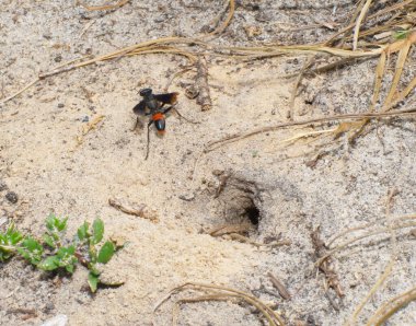 Palmod 'lar Florida' yı dimidize eder. Kazıcı eşekarıları olarak adlandırılan iplik yumağı avlarlar. Bir örümceği ya da Katydid 'i gömmek için yerde bir çukur kazarlar..