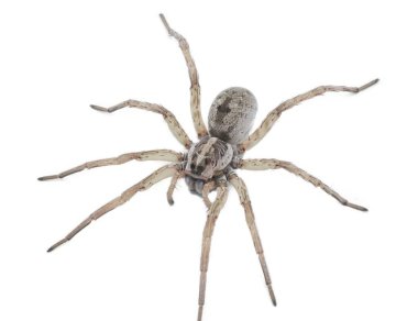 Large female wolf spider - Hogna lenta - facing camera,  extreme detail throughout, view of pattern, hairs eyes, abdomen. isolated cutout on white background, top side profile view clipart