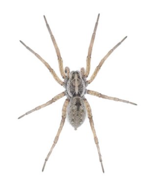 Large female wolf spider - Hogna lenta - facing camera,  extreme detail throughout, view of pattern, hairs eyes, abdomen. isolated cutout on white background, top dorsal view clipart