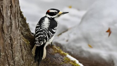 Kıllı ağaçkakan - Leuconotopicus villosus - Kuzey Amerika 'nın büyük bir bölgesinde bulunan nadir görülen bir ağaçkakan türü. Domuzcuk ağaçkakana çok benziyor. Beyaz arkaplanda izole