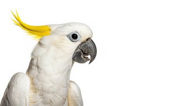 sulphur crested cockatoo - Cacatua galerita - is a relatively large white cockatoo found in wooded habitats in Australia, New Guinea, and some of the islands of Indonesia. isolated on white background clipart