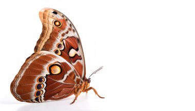 giant Atlas moth - Attacus atlas - is a large saturniid moth endemic to the forests of Asia and is one of the largest moth species in the world isolated on white background side profile view clipart