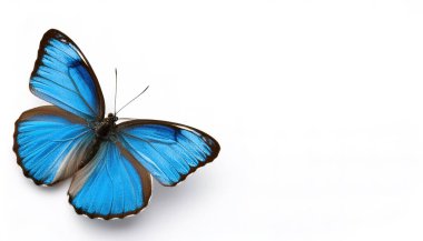 Ceraunus blue (Hemiargus ceraunus), Lycaenidae familyasından 2,5 cm kanat açıklığı olan bir kelebek türü. Beyaz arkaplan üst sırt görünümünde izole edilmiş