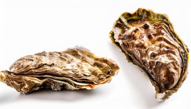 wild Eastern oyster - Crassostrea virginica - occurs in coastal waters of the Atlantic Ocean and Gulf of Mexico in estuaries, brackish water. isolated on white background top view. clipart