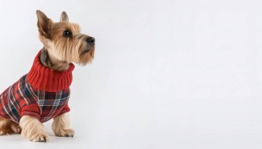 Scotty scottie dog or Scottish Aberdeen terrier with red sweater - Canis lupus familiaris - isolated on white background portrait closeup of face looking at camera clipart