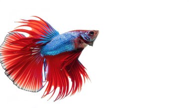 Savaşan Siyam Balığı - Betta splendens - Betta betta olarak da bilinir - Güneydoğu Asya 'ya özgü dünyanın en popüler tatlı su akvaryum balıklarından biridir. Beyaz arkaplanda izole edilmiş kesit